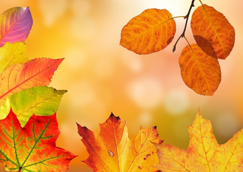 Fall Foliage Inspiration