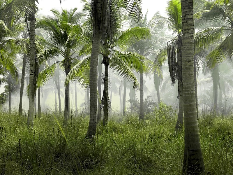 Tropical Garden Paradises