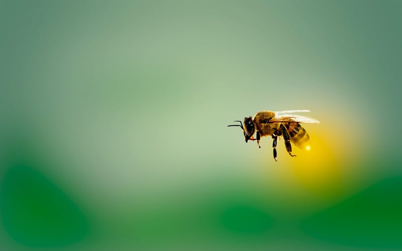Bee on a Flower