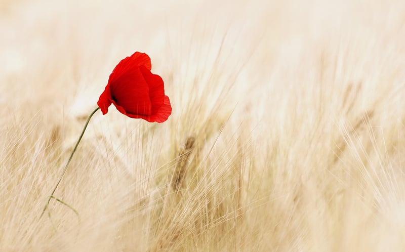Exotic Flowers