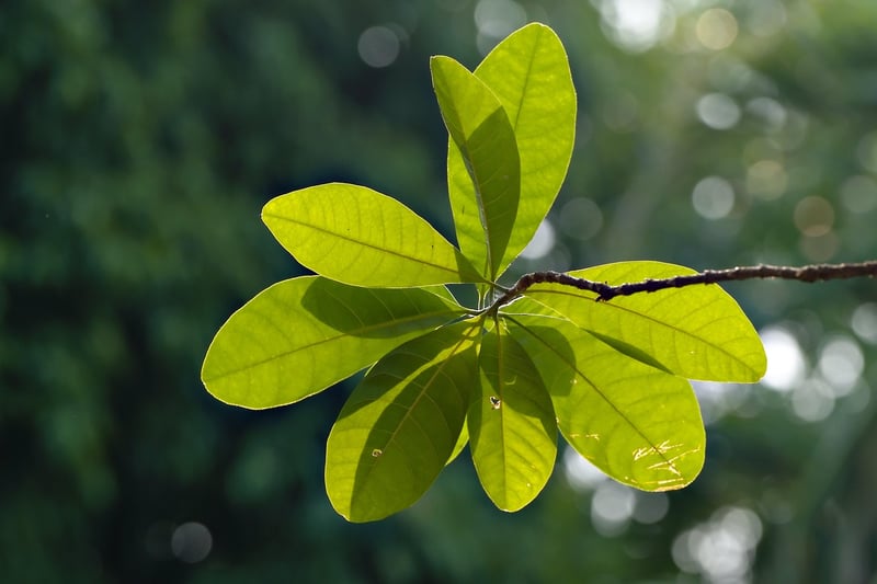 Exotic Plants