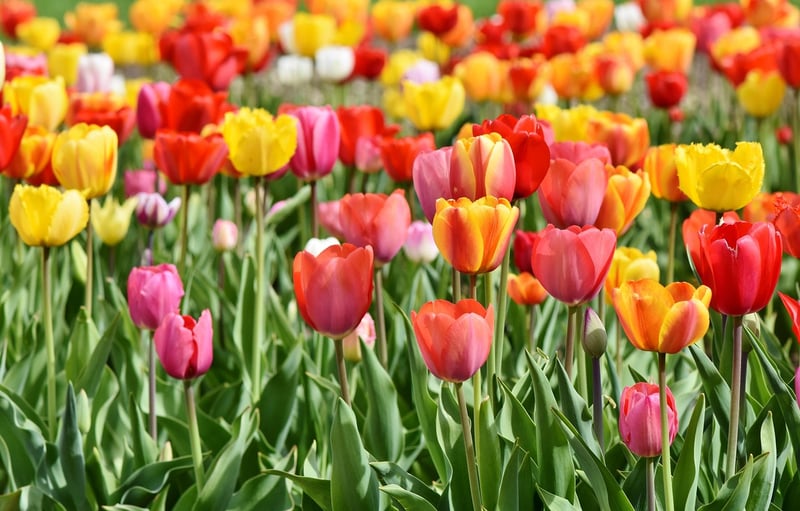 Tulips in Spring